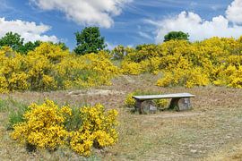 Mönchgut-Halbinsel bei Middelhagen,Rügen von Peter Eckert