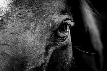 Oog van een paard close-up van Helene van Rijn