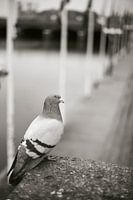 Dove, Council Hall Square Hamburg