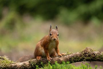 (red) squirrel by Sandra Groenescheij
