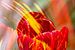 Gevlamde rood/gele Tulp van Ellen Driesse