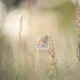 vlinder met tegenlicht van Lia Hulsbeek Brinkman