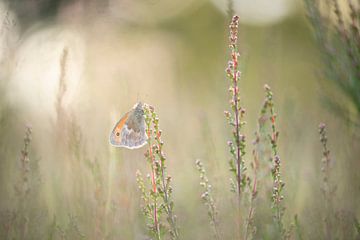 vlinder met tegenlicht van Lia Hulsbeek Brinkman