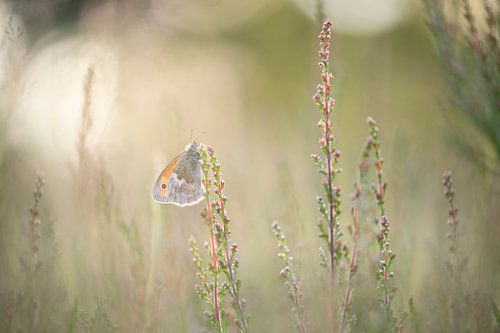 papillon avec rétro-éclairage sur Lia Hulsbeek Brinkman