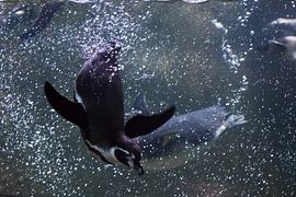 Many penguins dive. penguin   close-up is swimming in water underwater photo, in blue tones a lot of by Michael Semenov
