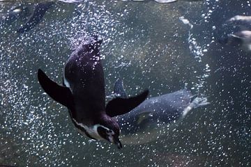 Veel pinguïns duiken. pinguïns van dichtbij zwemmen in water onder water foto, in blauwe tinten veel