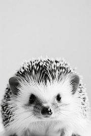 Igel von Poster Art Shop