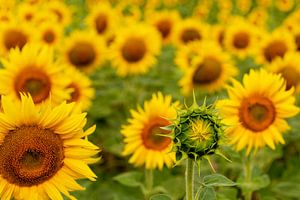 Zonnebloemen