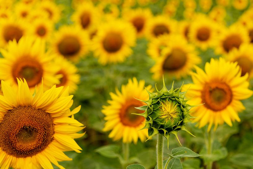 Zonnebloemen by Maerten Prins