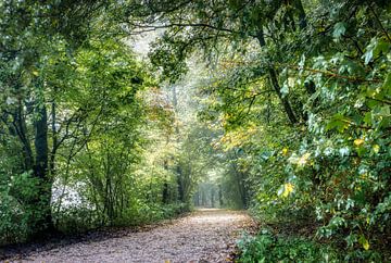 Magischer Spaziergang von Ellen Weidenaar