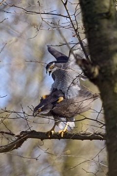 nakomelingen worden verzorgd... Havik * Accipiter gentilis * paring