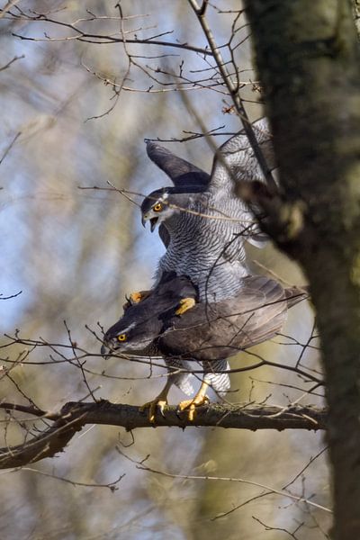 la progéniture est assurée... Faucon hobereau * Accipiter gentilis * en train de s&#039;accoupler par wunderbare Erde