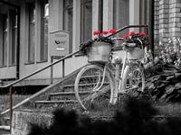 an old bicycle and red flowers