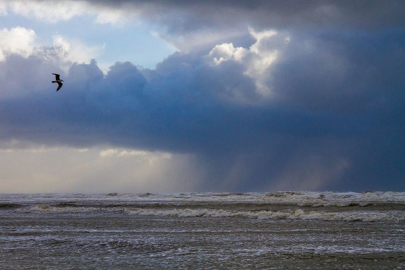 Zilvermeeuw vliegend voor hagelbui boven zee van Menno van Duijn