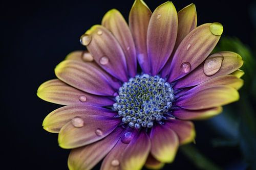 Spaanse Margriet van Eva De Mol