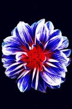 Blauw met rode bloem