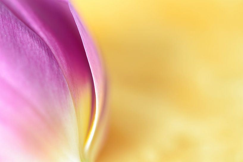 Tulp van Evelien IJpelaar