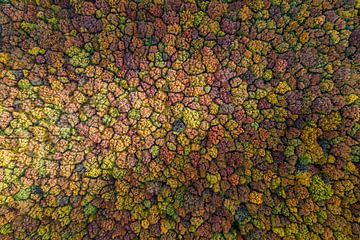 Herfst tapijt van Luuk Belgers