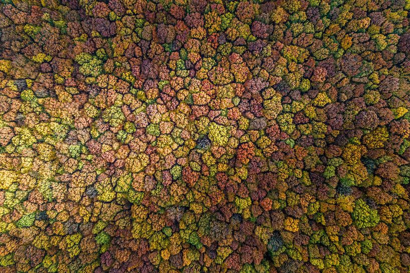 Herbst Teppich von Luuk Belgers