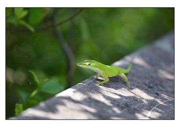 Grüne Eidechse