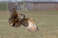 Hibou grand-duc en vol par Antwan Janssen Aperçu