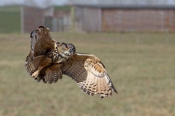 Eagle owl in flight by Antwan Janssen