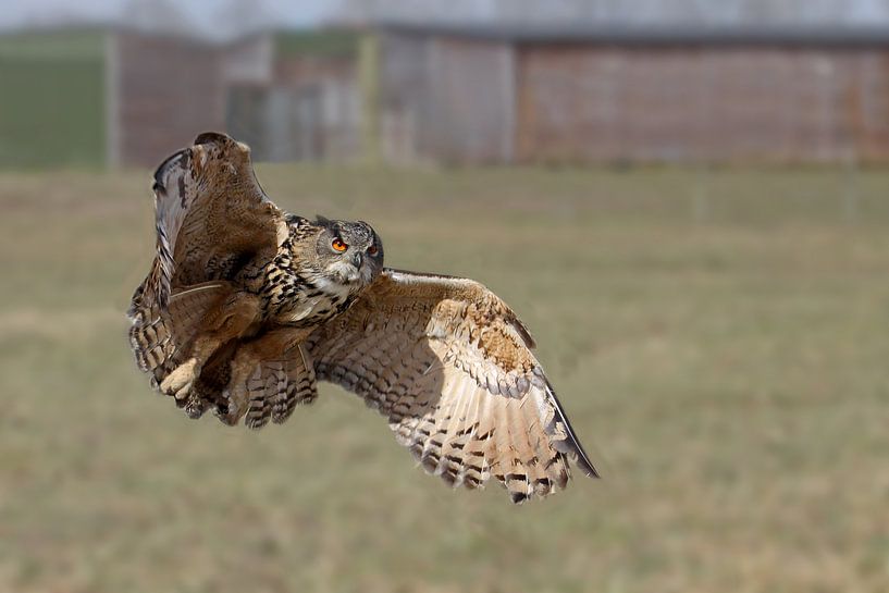 Uhu im Flug von Antwan Janssen