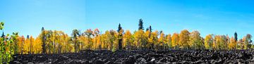 Altweibersommer im Grand Teton National Park, Wyoming, USA von Gert Hilbink