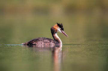 adulte great crested grebe nageant sur un étang