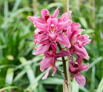 Orchidea, Orchid on madeira island van ChrisWillemsen