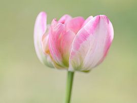 Tulipe rose sur Studio Wings