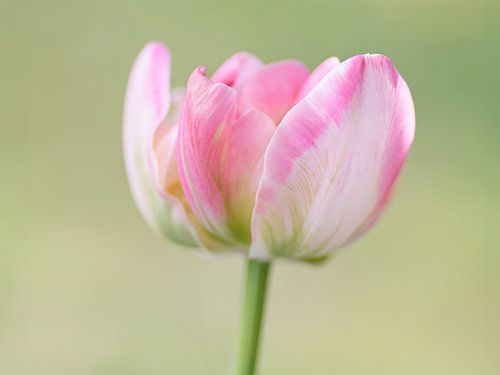 Rosa Tulpe