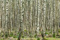 Birke,Birkenwald