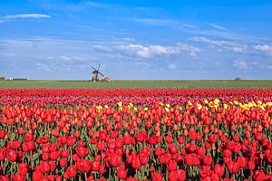 Dutch spring colors sur Olha Rohulya