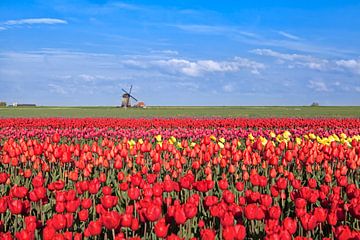 Dutch spring colors van Olha Rohulya