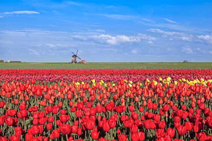 Dutch spring colors par Olha Rohulya