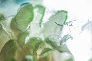 Vert clair abstrait | Photo d'art