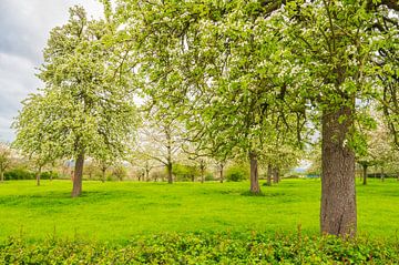 Arbres fruitiers en fleurs au printemps dans le Limbourg méridional sur Sjoerd van der Wal Photographie