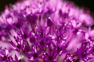 Allium close-up nr 2 van Rens Kromhout thumbnail