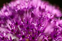 Allium close-up nr 2