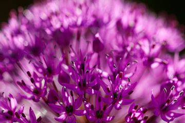 Allium close-up nr 2 van Rens Kromhout