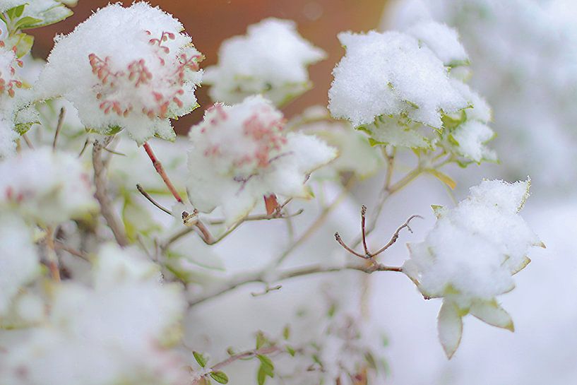 Sneeuwbal van Marianna Pobedimova