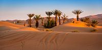 Oasis in Merzouga, Marokko von Rietje Bulthuis Miniaturansicht