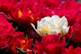 Witte tulp tussen rode tulpen van W J Kok