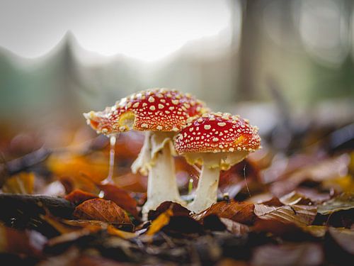 Les chasseurs de mouches