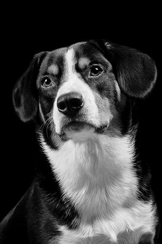 Miko, onze 3-jarige Entlebucher Sennenhond