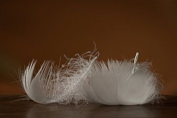 Plumes de cygne souples sur Irene Ruysch