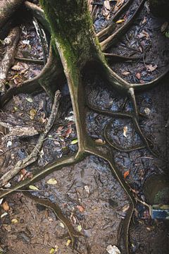 La forêt tropicale de Daintree : une ancienne merveille de la nature sur Ken Tempelers