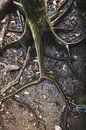 Daintree Rainforest: An Ancient Wonder of Nature by Ken Tempelers thumbnail