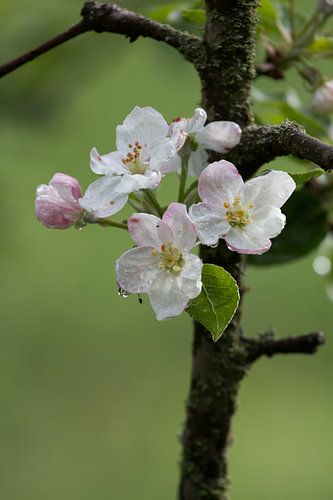 Appelboom bloemen